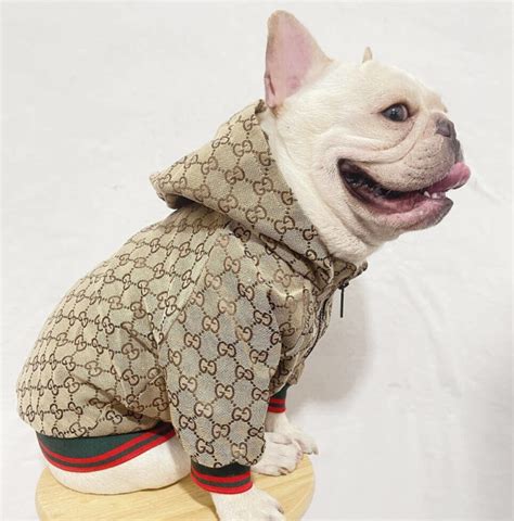 dogs gucci sweater|Gucci dog jacket sale.